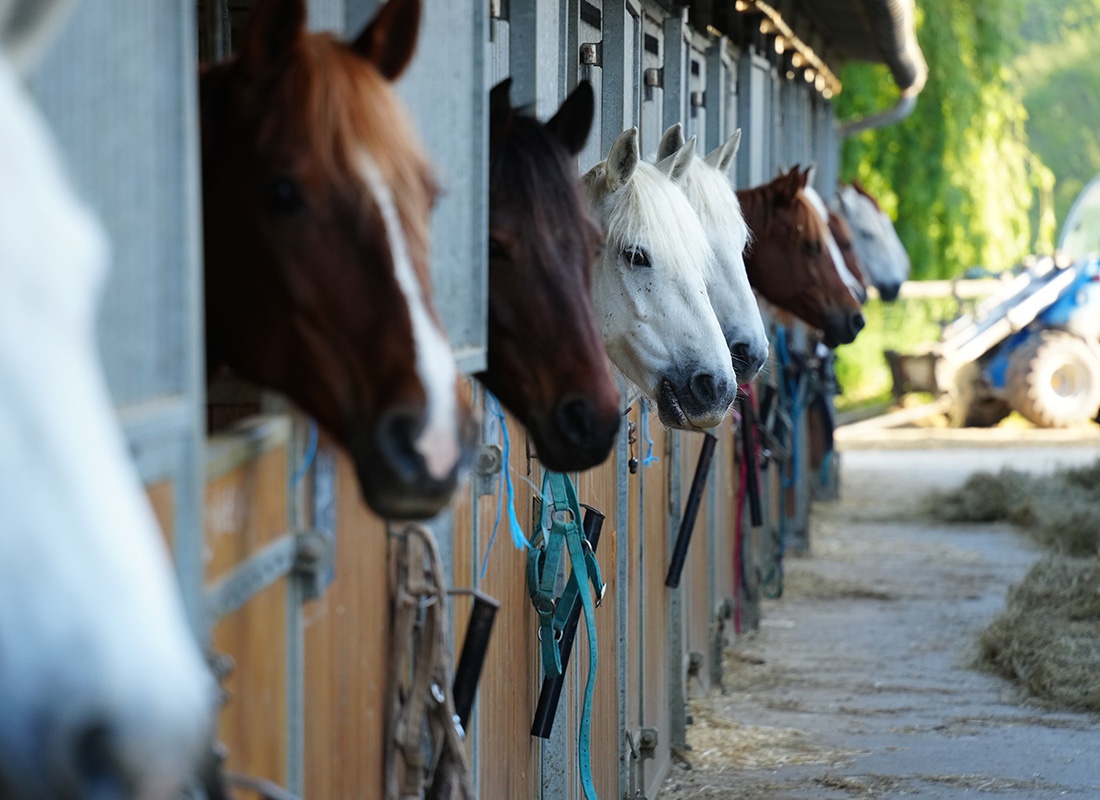 Equine Insurance - Row of Different Colored Horses Sticking Their Heads Out of Stalls at a Farm